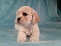Male Puppy Lhasa Bichon Iowa Ready October 2012